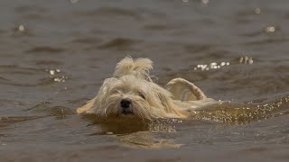 Havanese vs Coton de Tulear: Which Fluffy Breed to Choose?