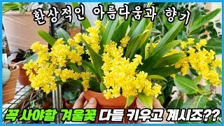 56만명이 시청한 겨울꽃!! 1년만에 초대박이 터졌습니다 ㅠㅠ