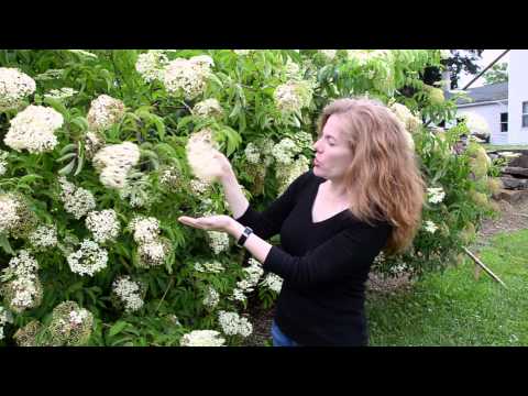 How to pick elderflowers