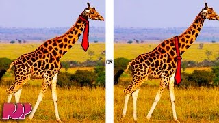 How Does A Giraffe Wear A Necktie?