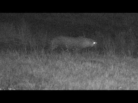 Djuma: 2nd leopard(Hosana his son) arrives while Tingana is sleeping-Pt:1 - 00:20 - 08/02/18