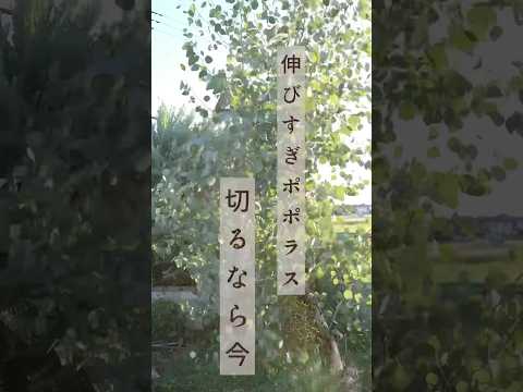 見事な花を咲かせるために、冬前に牡丹を剪定する必要がありますか?ビデオチュートリアル  庭園