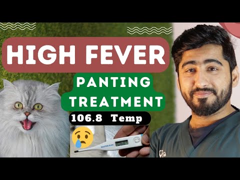 Heat Stroke & Panting in Pets || High Temperature Signs & Treatment at home || Animalia Dot Pk
