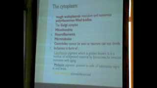 (3) nervous tissue.flv