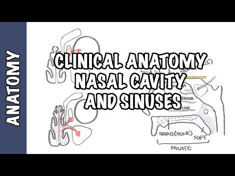 Klinische Anatomie - Nasenhöhle und Nasennebenhöhlen