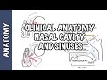 Clinical Anatomy  - Nasal Cavity and Sinuses