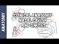 Clinical Anatomy Nasal Cavity And Sinuses