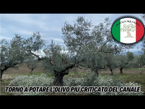 Pruning Olive Tree 5 (2): I'm back to prune the most criticized olive tree in the canal