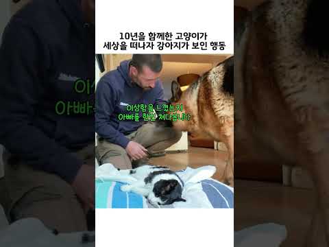 10년을 함께한 고양이가 세상을 떠나자 강아지가 보인 행동
