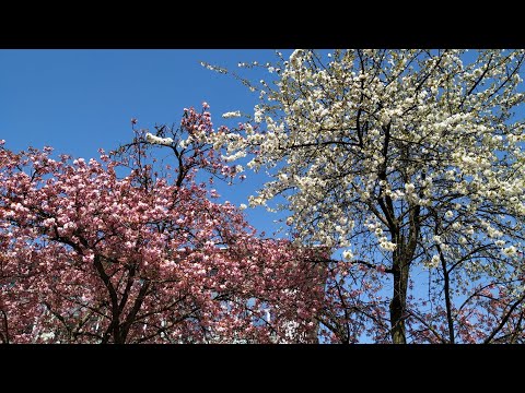 Prettiest Cherry flowers make no cherries (Prunus serrulata "Kanzaan", Prunus avium)