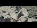 Ranch 01: Climate Beneficial Wool | Brooklyn Tweed