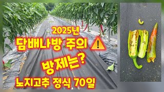 고추 정식 70일 부직포 터널재배 40일만에 벗긴 고추밭 담배나방 발생 방제는 (고추재배방법)