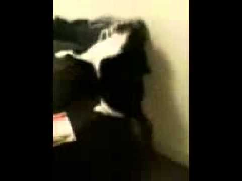Radgie drunken cat dance