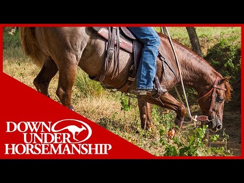 Clinton Anderson: How to Stop Your Horse From Tripping - Downunder Horsemanship