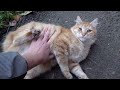 Fat Ginger Cat So Hungry