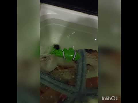 Прикольная рыбка из Фикс Прайс 🐠 Тестим