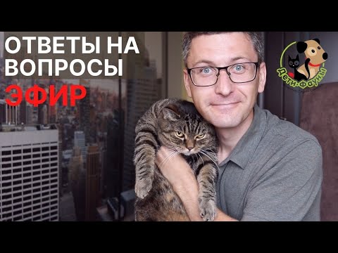 Миниатюра изображения товара Сухой корм для собак Hill's Science Plan Mature Adult 7+ Medium Lamb & Rice (2.5кг)
