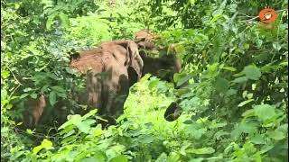 കാട്ടാന ആക്രമണം നടന്ന സ്ഥലം സന്ദർശിക്കാനെത്തിയ ചാമ