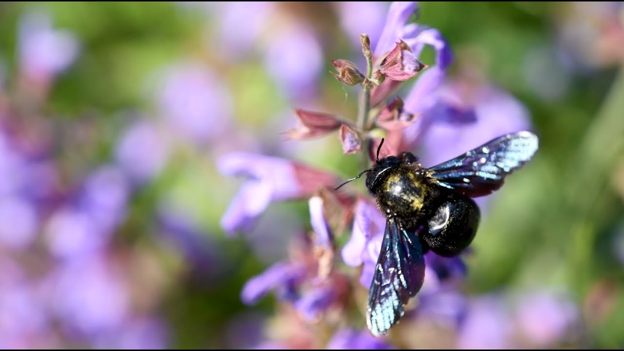 Lebende Skulpturen – wenn Kunst auf Natur trifft
