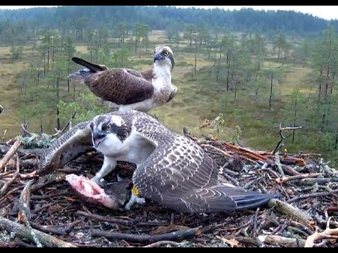 BIG breakfast at Finnish Ospreys nest. 14 August 2021