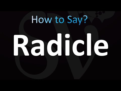 How to Pronounce Radicle (correctly!)