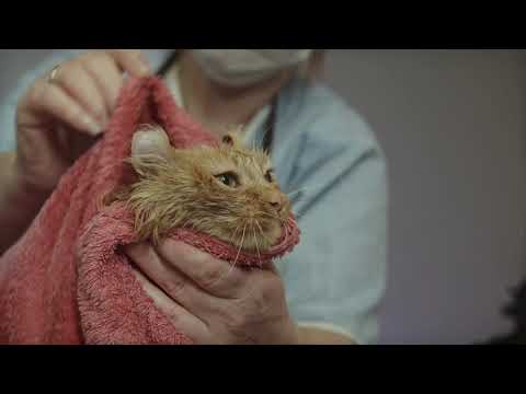 The love of the Lord  ❤️❤️  #shorts