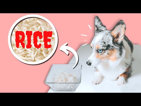 Why You Shouldn't Feed Your Dog Rice (Feed This Instead!)