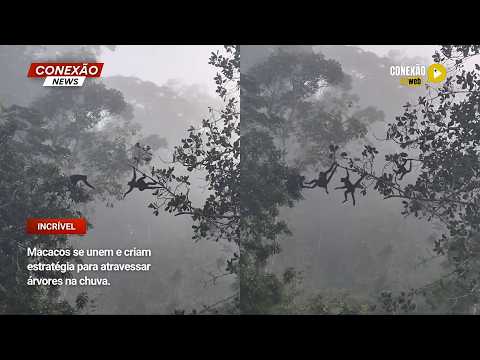 Vídeo: Macacos se unem e criam estratégia para atravessar árvores na chuva.