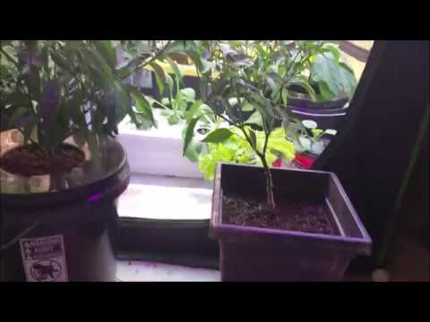 DWC Hydroponic Jalapeno VS Soil Container Plant - Hydroponics vs Soil