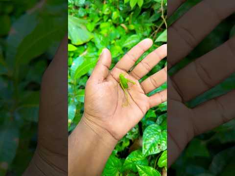 It is the Smaller shiny jewel beetle Yp-2 #beautifulinsects #nature #anyuniqueanimals #insects