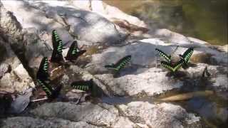 preview picture of video 'Rajah Brooke Birdwing butterflies drinking at Malaysian river'