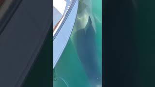 20ft Great white shark cape cod bay