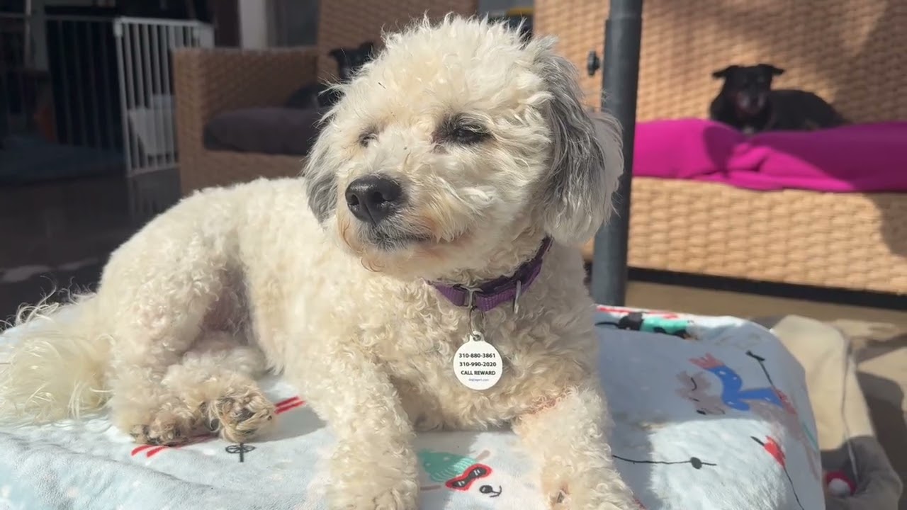 Enlarge Pebbles , a ADOPTABLE mixed breed in Santa Monica, CA video 6/6