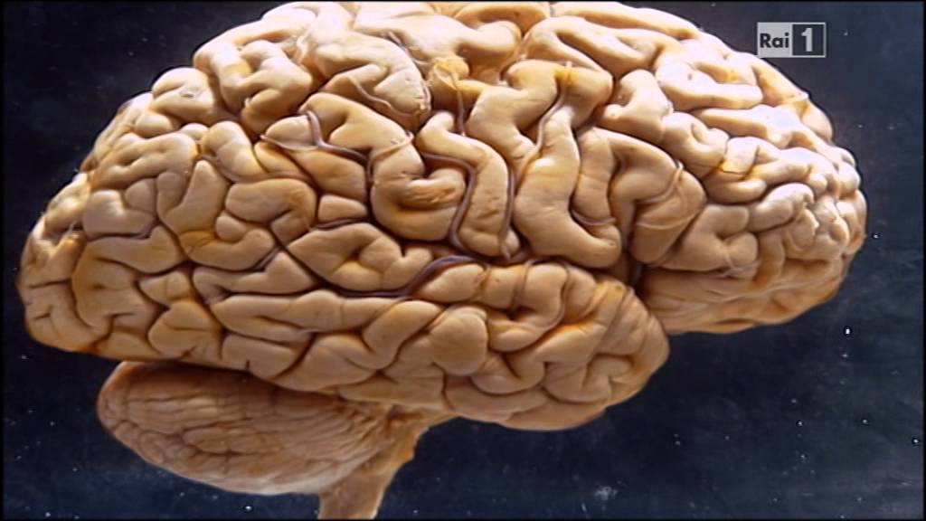 Il cervello dell'uomo