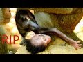 Millions Million sad, Review This Video Before Poor Calvin RIP.