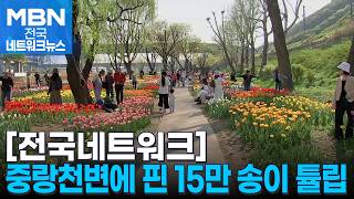 중랑천변에 핀 15만 송이 튤립 [전국네트워크]