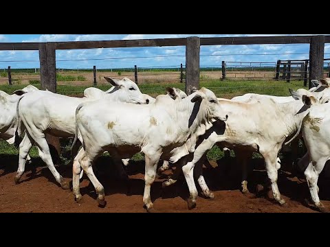 LOTE S05 - 33 BEZERROS NELORE 234 Kg