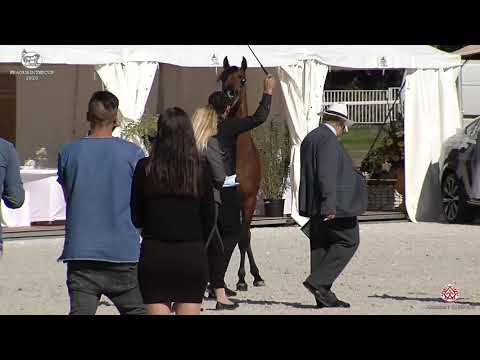 N 49 POTENTILLA   Prague 2020   Intercup   7 9 Years Old Mares Class 8