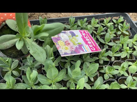 園芸 トルコヒルガオ