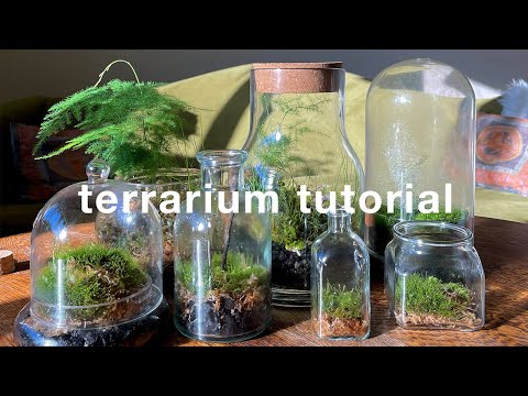 How to make a closed terrarium and basic care | easy tutorial