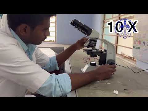 Rumen Liquor collection and Enumeration of Protozoa #rumenprotozoa #vcrinamakkal #physiology