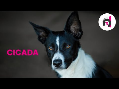 CICADA: Happy 1st Birthday Cicada. My special Border Collie's dog agility & trick training journey