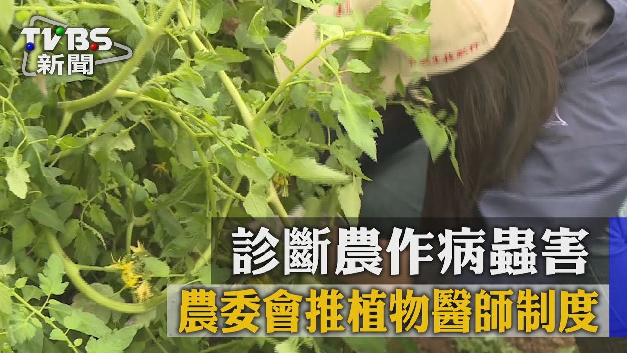 診斷農作病蟲害 農委會推植物醫師制度