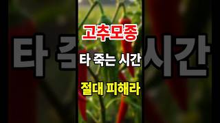 누가 한낮에 고추를 심는 사람이 아직도 있나요 ?  #고추농사 #고추재배 #고추모종