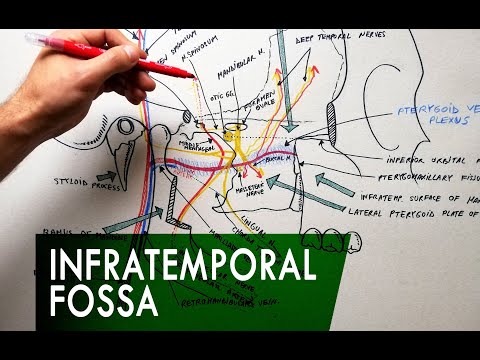 The Infratemporal Fossa -  Boundaries & Contents | Anatomy Tutorial