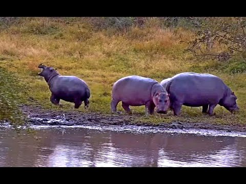 Wildlife To save our Earth baby  hippo stopped farting! Now he began eating more flies than grass :)