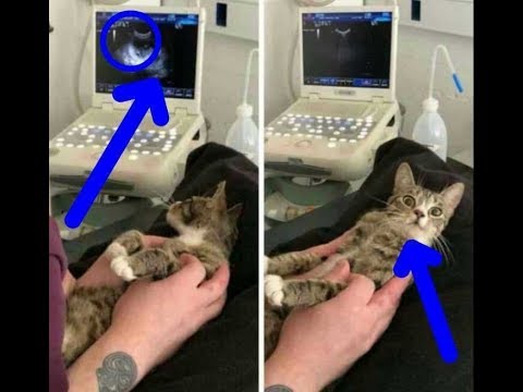 Cat Finds Out She Is Having Babies, The Look On Her Face Has The Internet Howling With Laughter