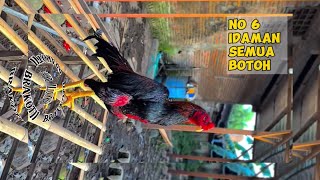 Download lagu Ayam bangkok gulung p*kl brutal viral #ayamlaga #ayam #pakhoy #mangon #pama  mp3