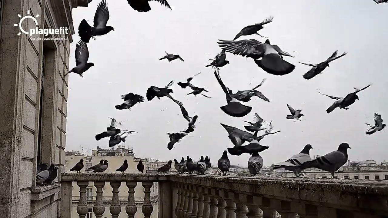 Control de plagas de aves: eliminación de excrementos de palomas y aves.