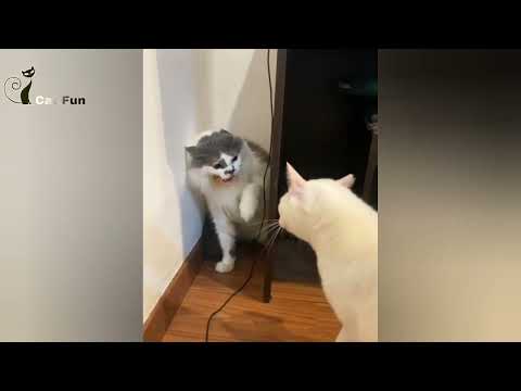 Funny cat videos 🐈 funny cats video cute cat   Cat Fun #14